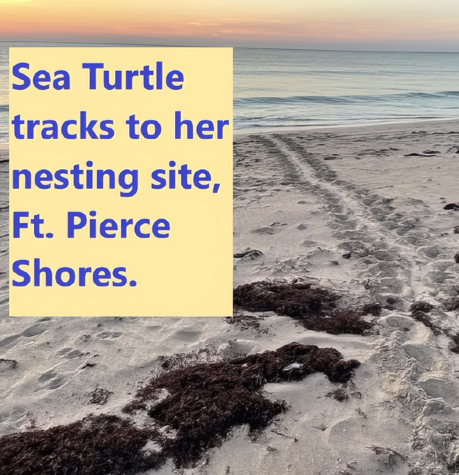 FPS-FPS-seaturtle1-upscale-2x